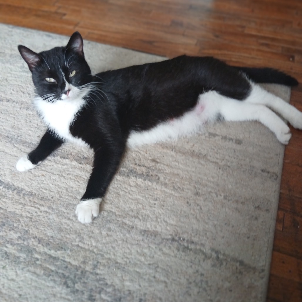 Reign, an adoptable Domestic Short Hair in Wichita, KS, 67208 | Photo Image 2