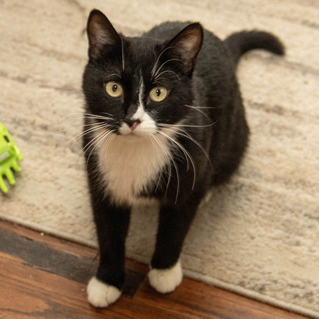 Reign, an adoptable Domestic Short Hair in Wichita, KS, 67208 | Photo Image 3