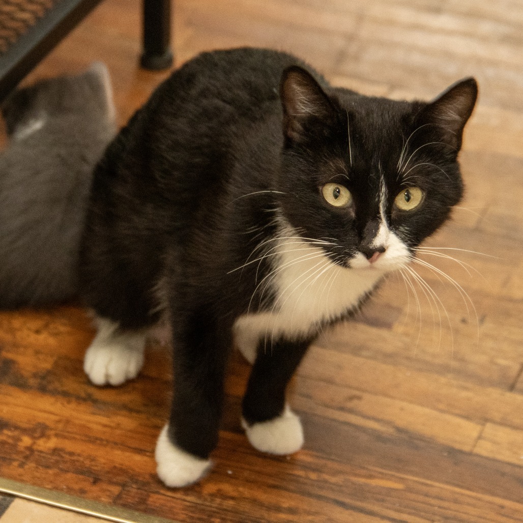 Reign, an adoptable Domestic Short Hair in Wichita, KS, 67208 | Photo Image 4