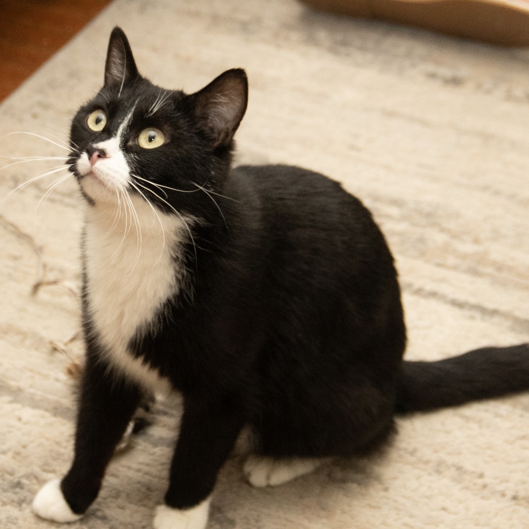 Reign, an adoptable Domestic Short Hair in Wichita, KS, 67208 | Photo Image 5