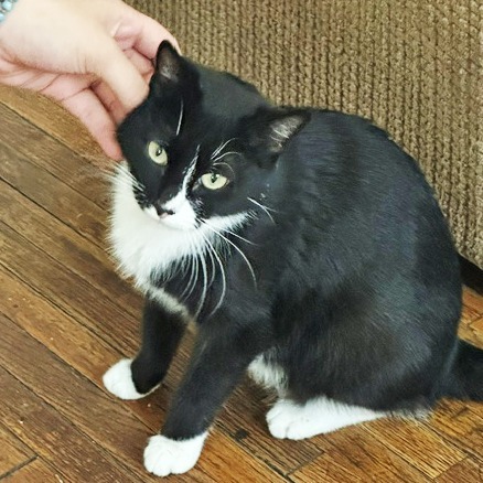 Reign, an adoptable Domestic Short Hair in Wichita, KS, 67208 | Photo Image 6