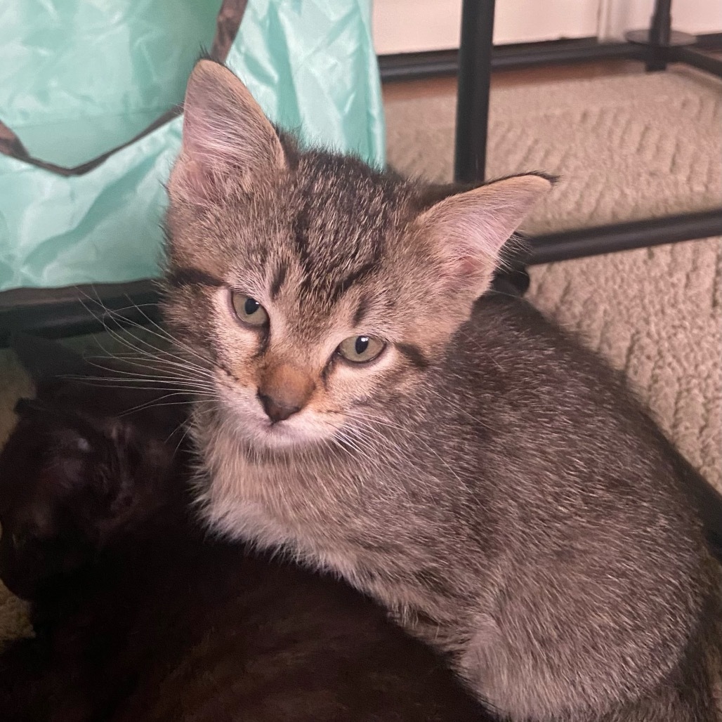 Fluffernutter, an adoptable Domestic Short Hair in Wichita, KS, 67208 | Photo Image 2