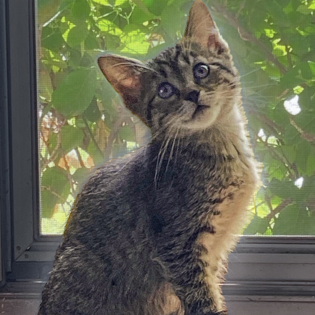 Fluffernutter, an adoptable Domestic Short Hair in Wichita, KS, 67208 | Photo Image 3