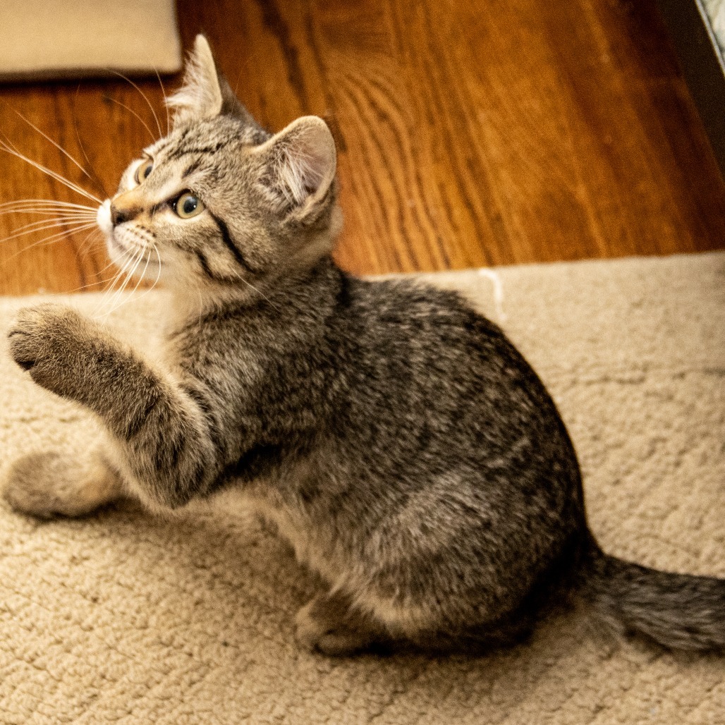 Fluffernutter, an adoptable Domestic Short Hair in Wichita, KS, 67208 | Photo Image 4