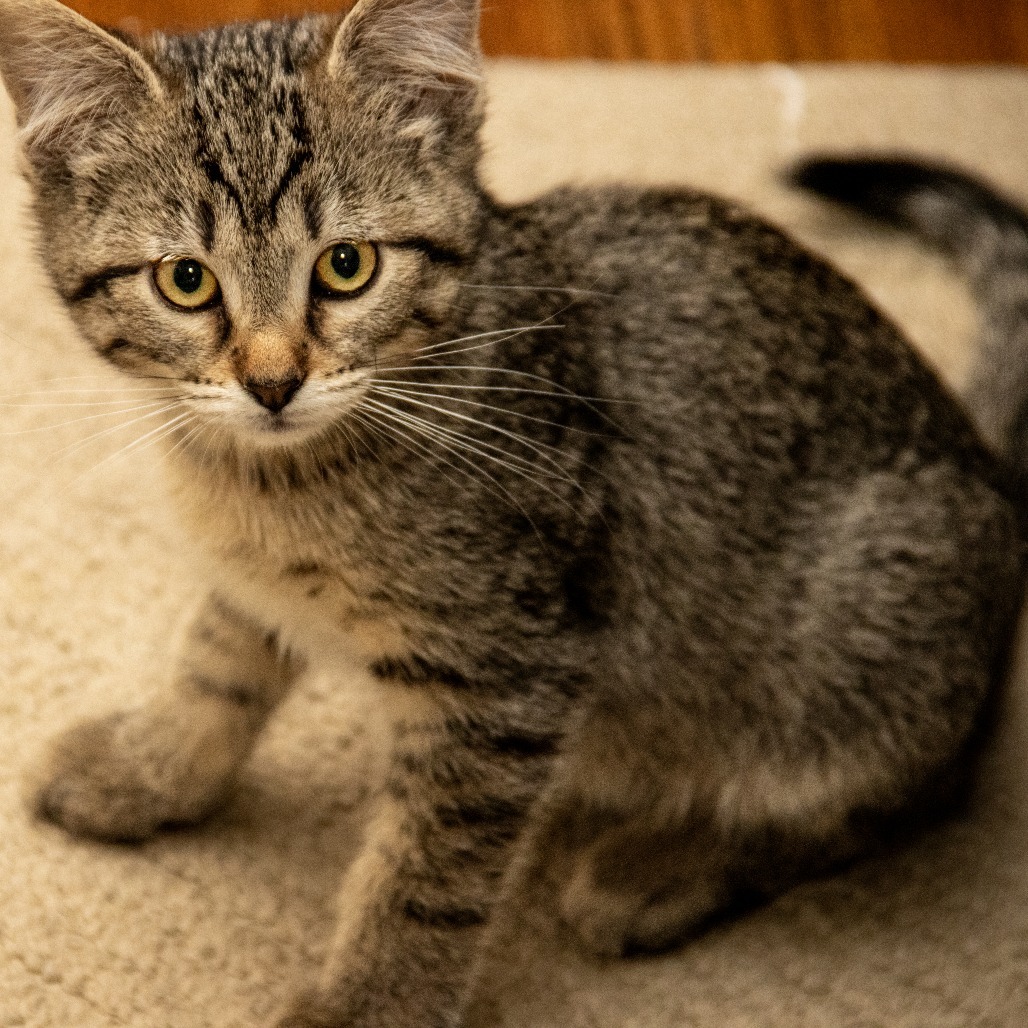 Fluffernutter, an adoptable Domestic Short Hair in Wichita, KS, 67208 | Photo Image 5