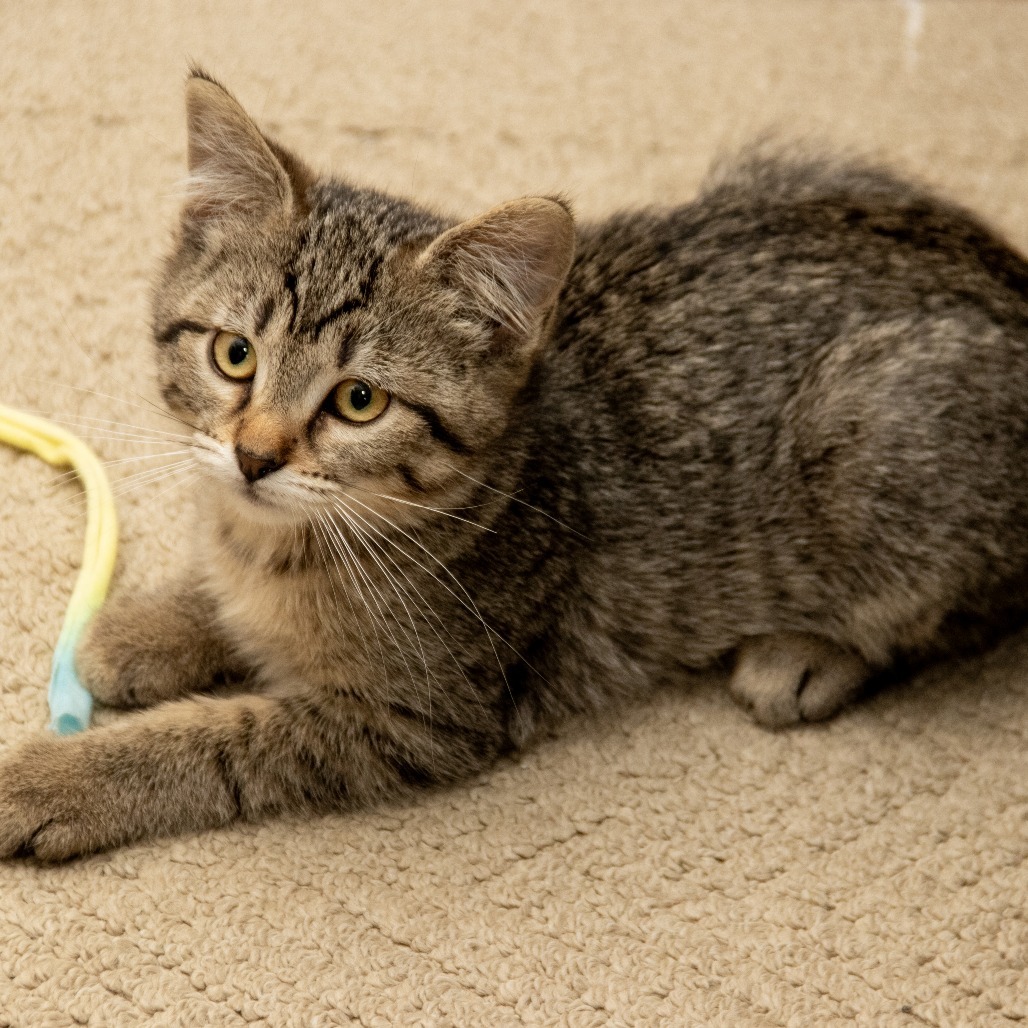Fluffernutter, an adoptable Domestic Short Hair in Wichita, KS, 67208 | Photo Image 6
