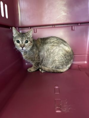 Professor McGonagall fka C21, Adult Female Domestic Short Hair