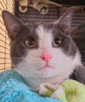 CRICUT, Young Male Domestic Short Hair