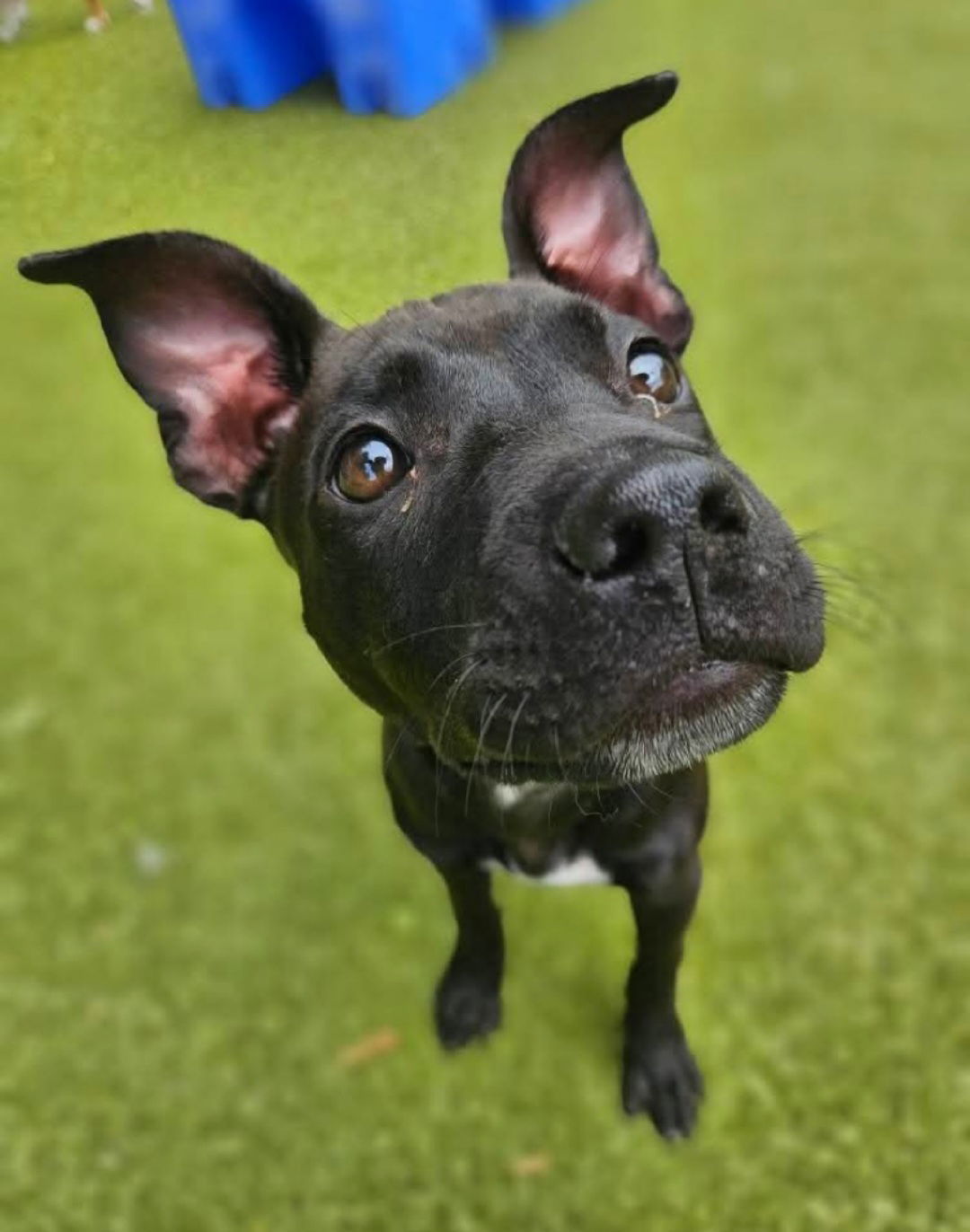Pearl-Adoption Pending