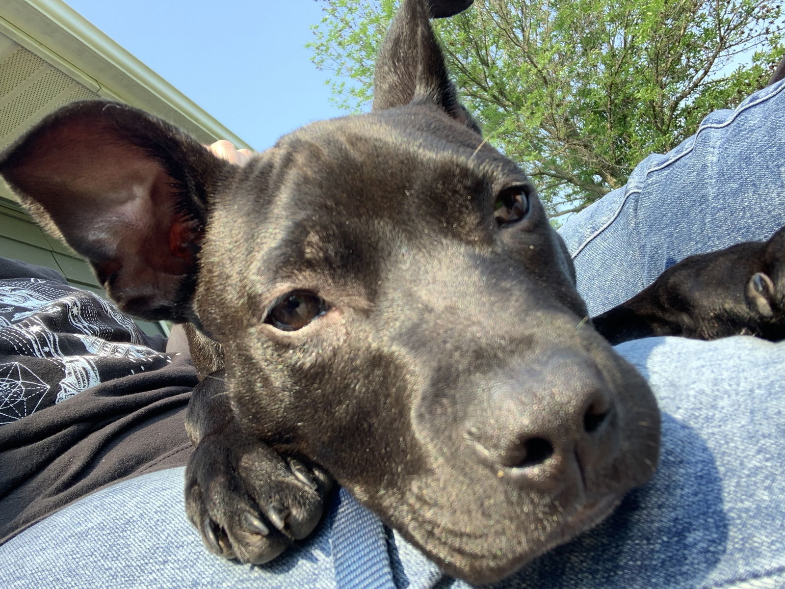 Pearl-Adoption Pending