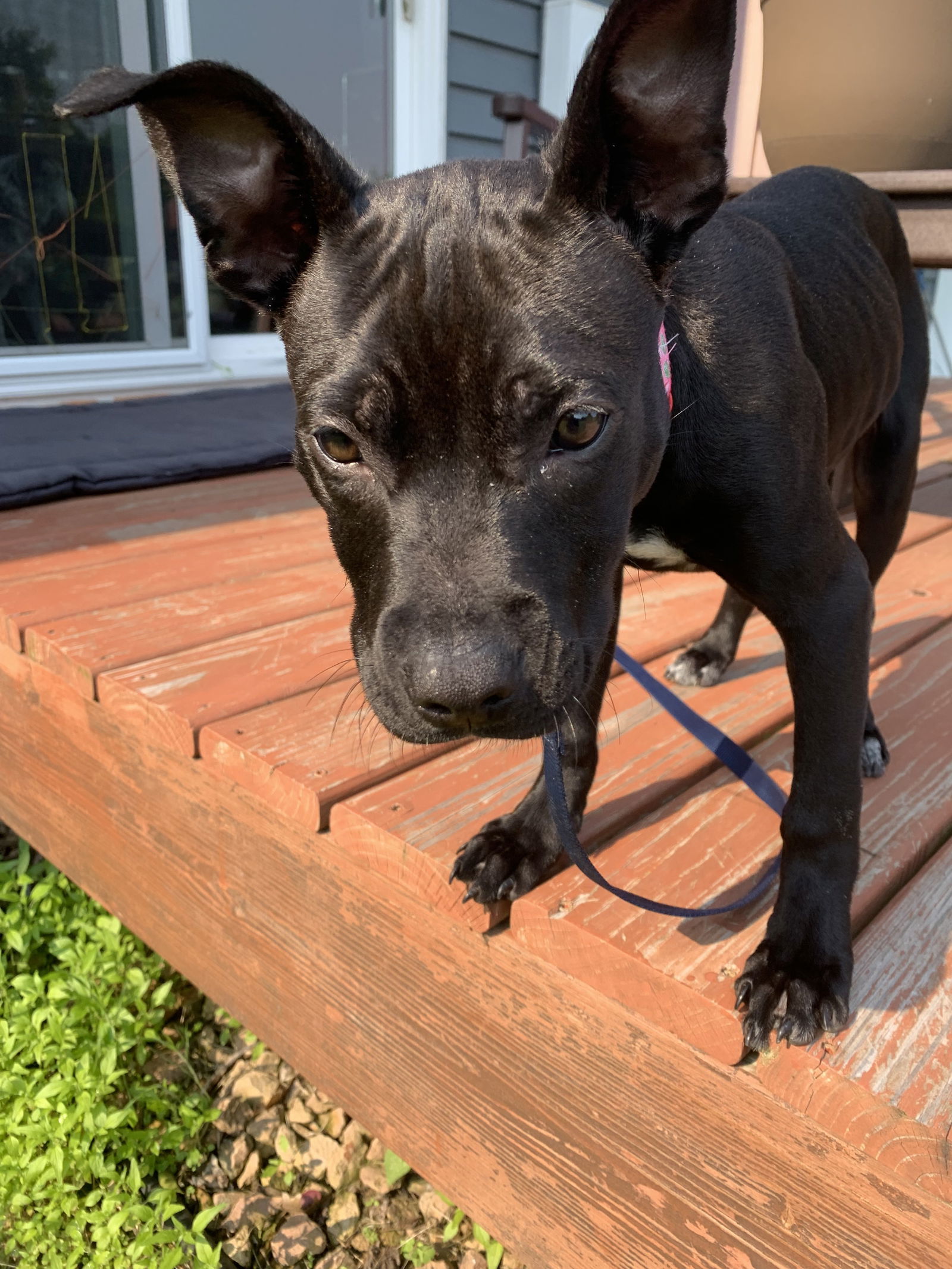 Pearl-Adoption Pending