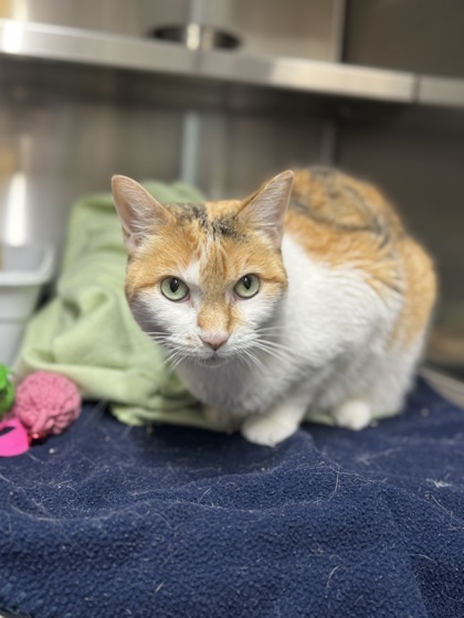 Molly, an adoptable Domestic Short Hair in Rhinelander, WI, 54501 | Photo Image 1