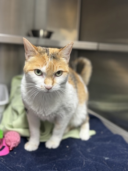 Molly, an adoptable Domestic Short Hair in Rhinelander, WI, 54501 | Photo Image 2
