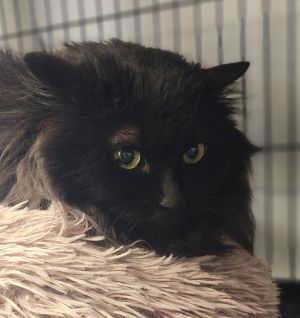 Luna Lu, Adult Female unknown