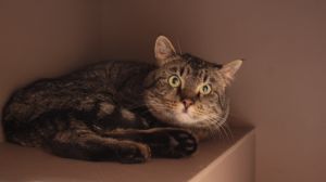 Primary Color Brown Tabby Weight 896lbs Animal has been Neutered