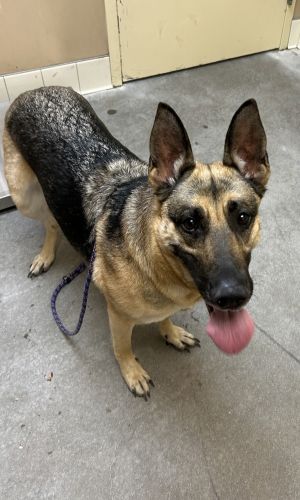 Primary Color Buff Secondary Color Black Weight 61lbs Animal has been Spayed