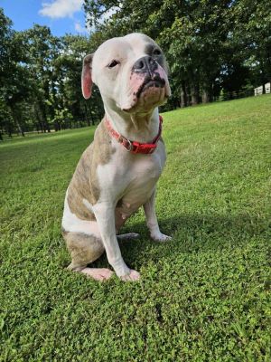 Journey, Young Female Boxer
