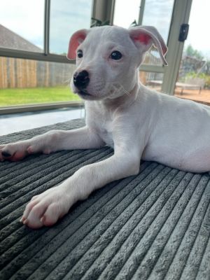 Rat Queen, Baby Female Terrier