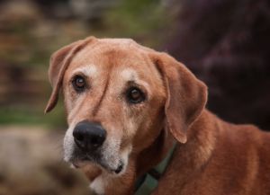 Meet Jody Jody was part of a group of dogs who joined the RMG family after their owner passed last