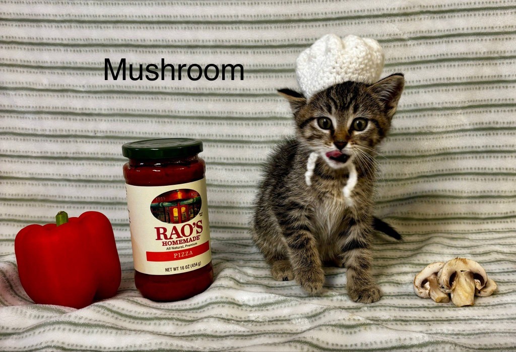 Mushroom, an adoptable Domestic Short Hair in Cloquet, MN, 55720 | Photo Image 1