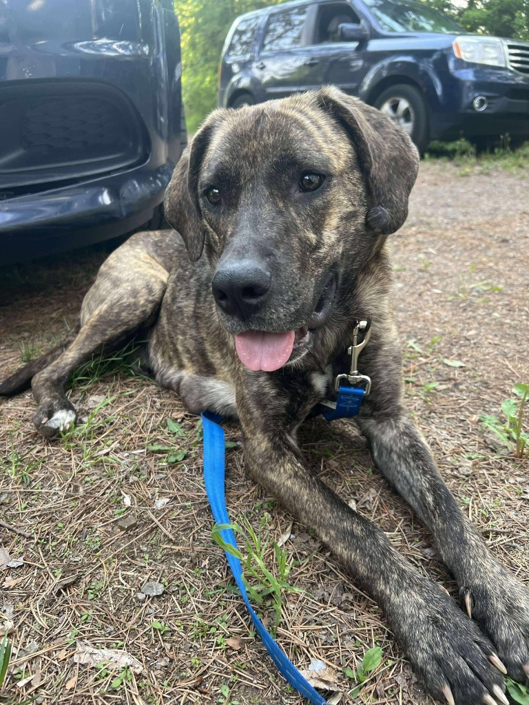 Hope, an adoptable Presa Canario in Cloquet, MN, 55720 | Photo Image 1