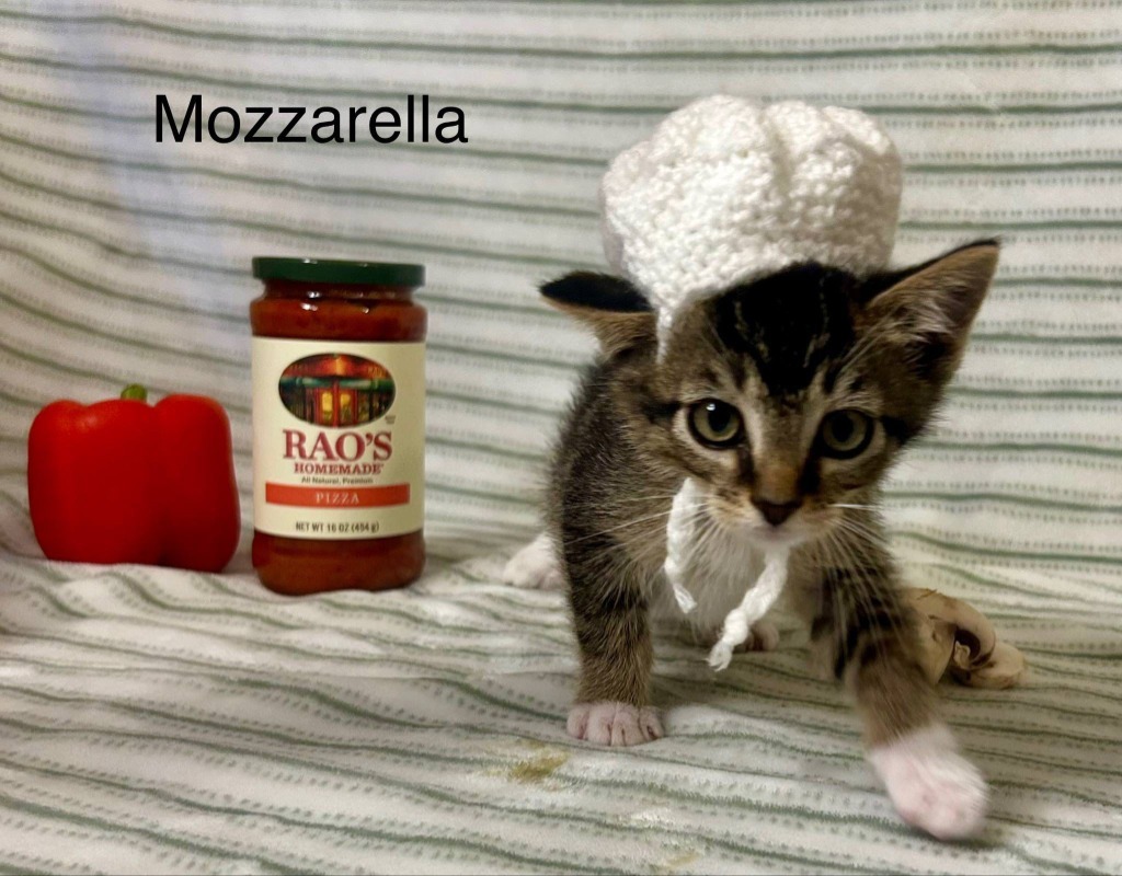 Mozz, an adoptable Domestic Short Hair in Cloquet, MN, 55720 | Photo Image 1
