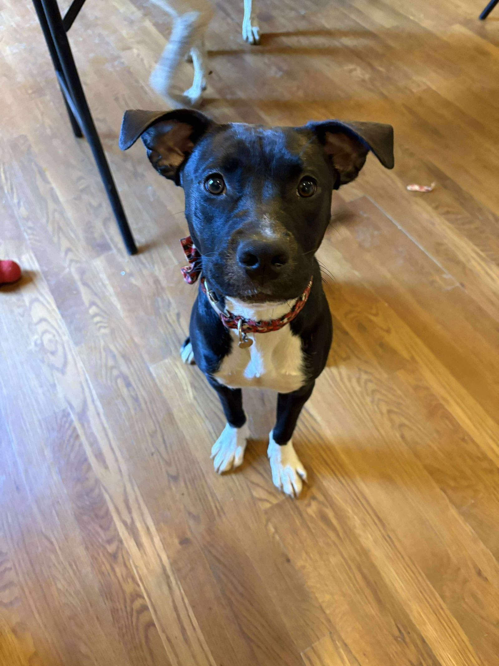 Sammi Girl