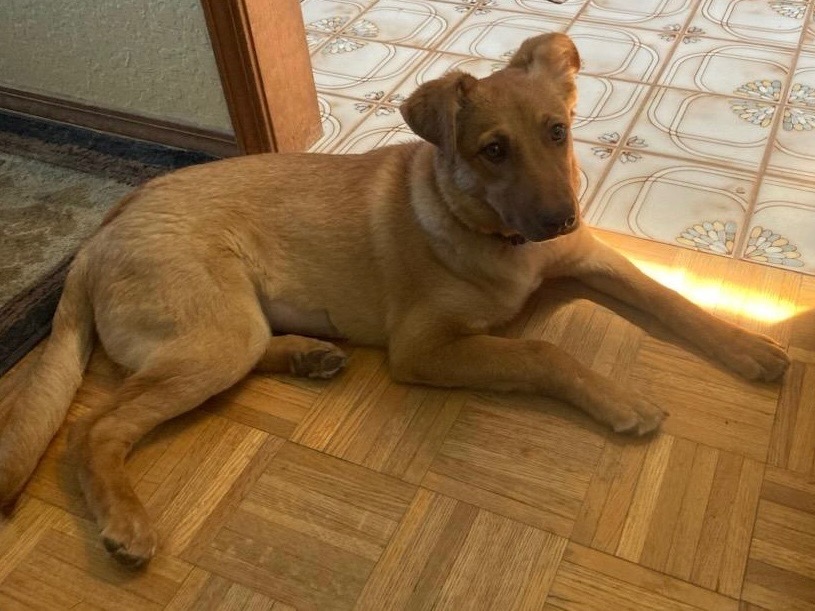 Amberina