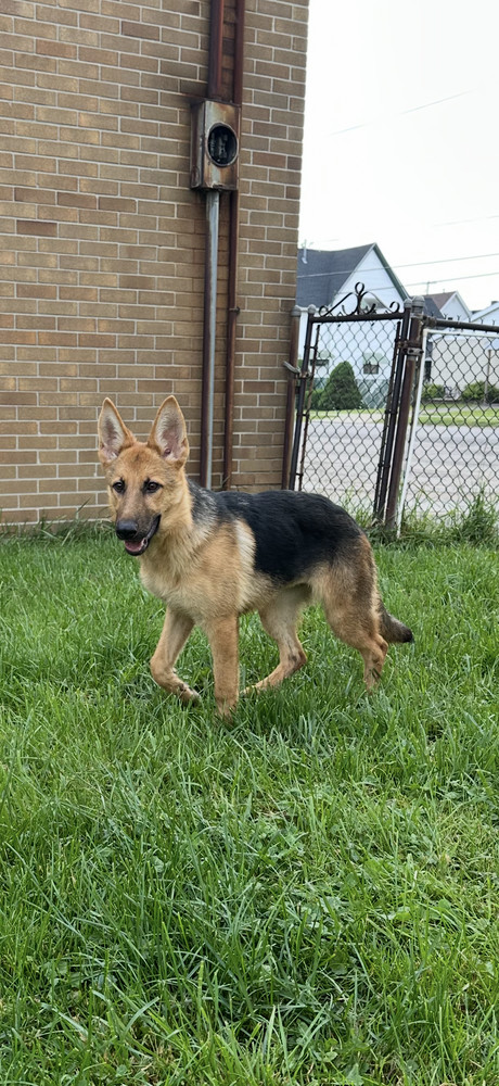 Roxie