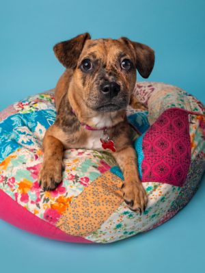 All of our dogs are spayedneutered shots current DHPP Bordetella and Rabies where applicable d