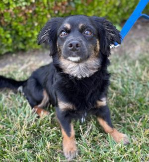 Comet Cavalier King Charles Spaniel Dog