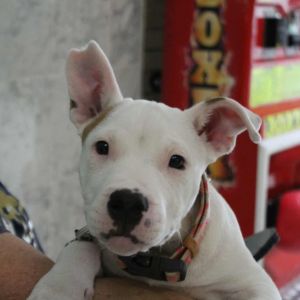 Jax, Baby Male Mixed Breed