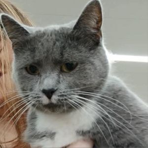 Mable, Adult Female Domestic Short Hair
