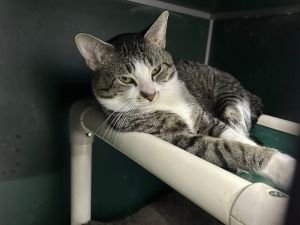 Meatloaf, Young Male unknown