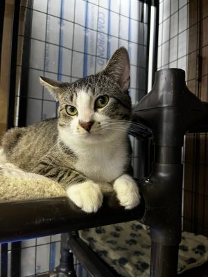 Meatloaf, Young Male unknown