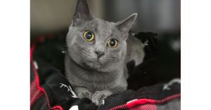 Willow Gray, Young Female unknown