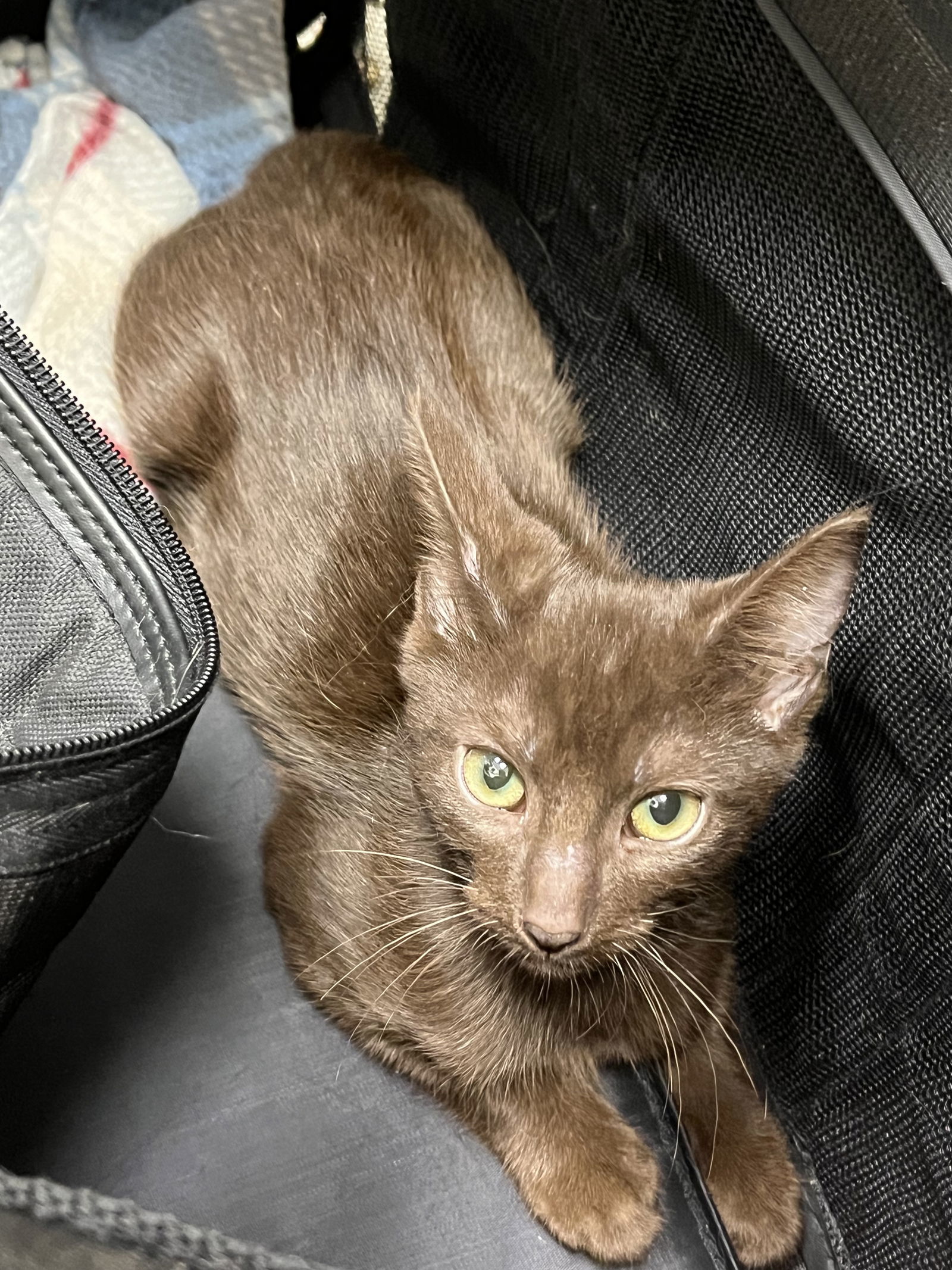 Fudge, an adoptable Havana in Royal Palm Beach, FL, 33421 | Photo Image 1