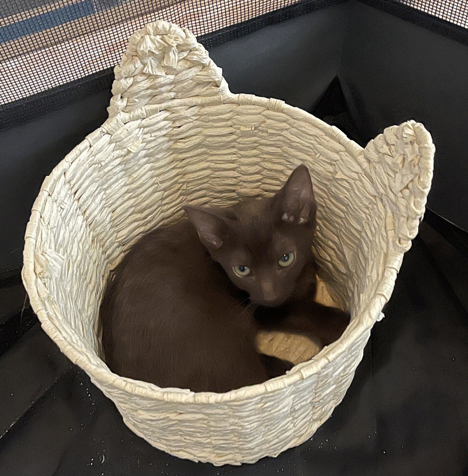 Fudge, an adoptable Havana in Royal Palm Beach, FL, 33421 | Photo Image 2