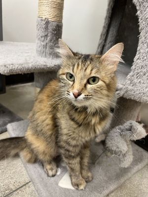 Foxie *, Adult Female unknown