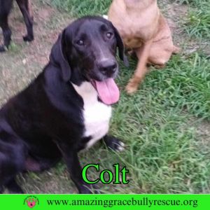 Colt, Adult Male unknown