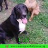 Colt photo 1