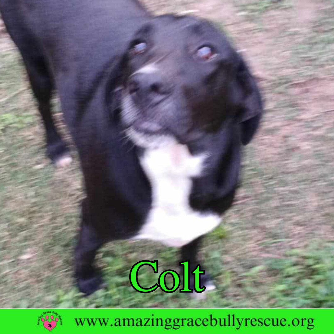 Colt
