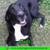 Colt photo 3