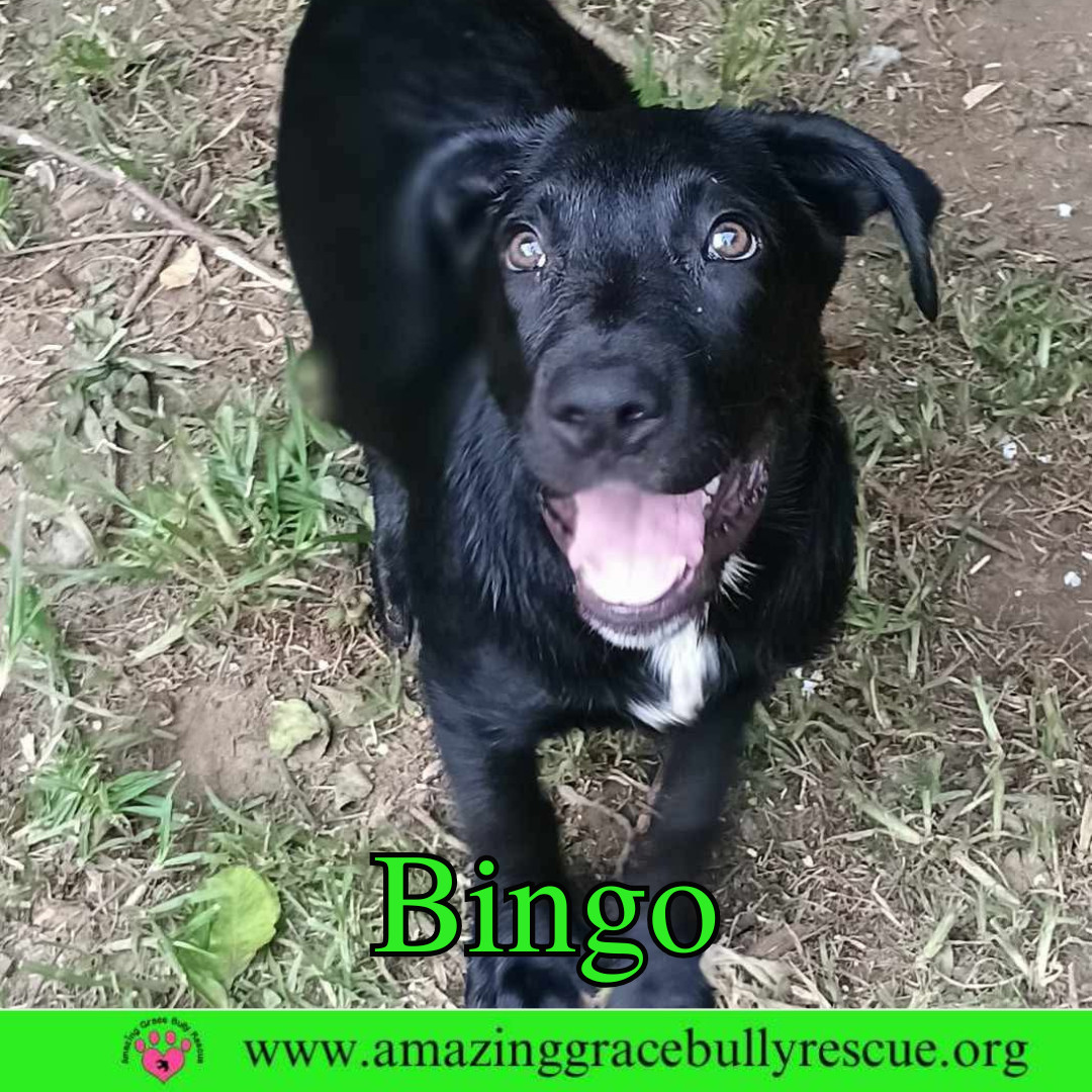 Bingo
