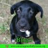 Bingo photo 2