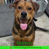Snickers photo 1