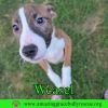 Weasel photo 1