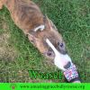 Weasel photo 3