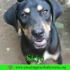 Skye photo 1