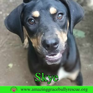 Skye, Young Female Coonhound